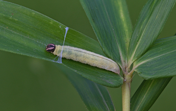 Reversed Roadside-Skipper
caterpillar